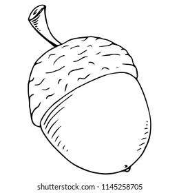 Acorn. Vector illustration of an oak acorn. Hand drawn acorn.
