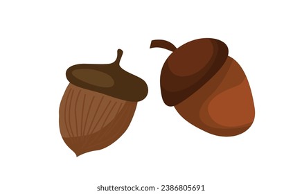 Acorn vector set. Harvest festival. Thanksgiving concept. Farm. Orrganic food. Flat vector in cartoon style isolated on white background.