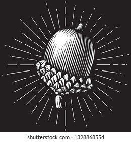 acorn- vintage engraved vector illustration (hand drawn style)