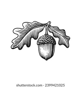 Acorn vintage engraved vector illustration