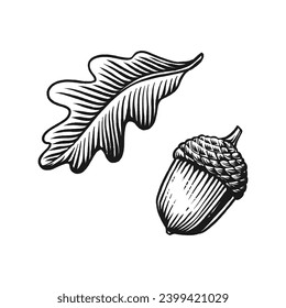 Acorn vintage engraved vector illustration