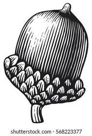 acorn- vintage engraved vector illustration (hand drawn style)