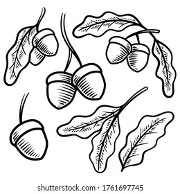 acorn vintage vector illustration hand drawn