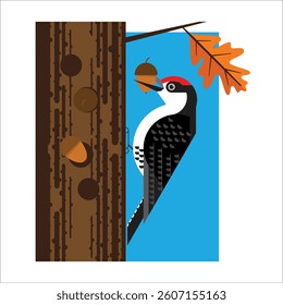Acorn woodpecker on tree with seeds