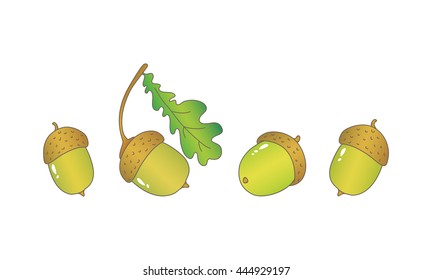 Acorns