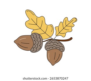 Bolotas, galho, folhas de carvalho. Desenhado à mão, rabiscos. Outono, natureza. Ilustração botânica natural, fundo branco isolado.