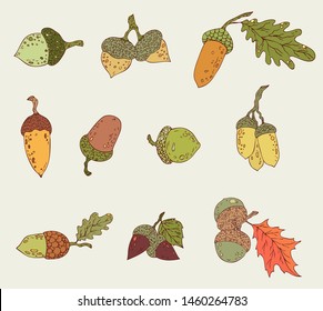 Acorns collection. Oak seeds set. Colorful forest plants. Hand drawn oak nuts on light background. Botanical autumn acorn icons pack. Closeup. Isolated acorns.