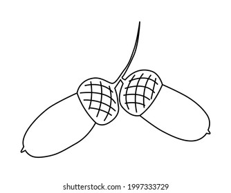 Acorns. The fruits of the autumn forest. For decorating postcards, covers, texts. Vector outline hand drawn illustration in doodle style. Isolated on a white background