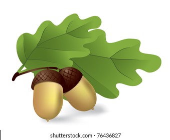 acorns with green leaves