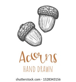 Acorns hand drawn illustration, isolated vector design element.