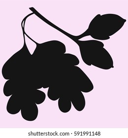 Acorns with leaf vector silhouette isolated