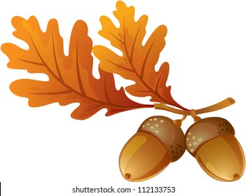 Acorns With Leaves On A White Background