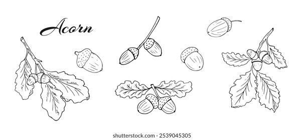 Acorns, oak leaves, and branches set. Oak branches with acorns and leaves. Hand-drawn botanical illustration