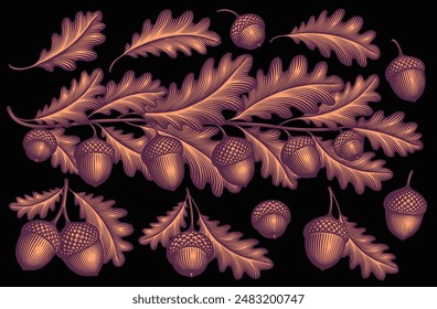 Acorns and oak leaves. Design set. Editable hand drawn illustration. Vector vintage engraving. Isolated on black background. 8 EPS