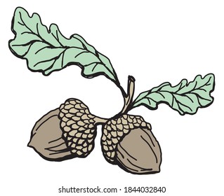 Acorns oak leaves drawing vector