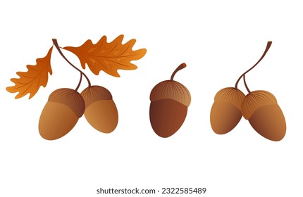 Acorns with oak leaves. Element for design isolated on white background.