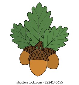 Acorns and oak leaves. Nuts with hard shells. Green foliage of a tree with veins. Color vector illustration. Cartoon style. Autumn forest harvest. Isolated background. Forest herbarium. 