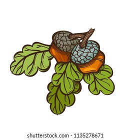 Acorns with oak leaves. Vector illustration isolated on white background.