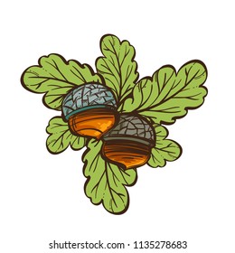 Acorns with oak leaves. Vector illustration isolated on white background.