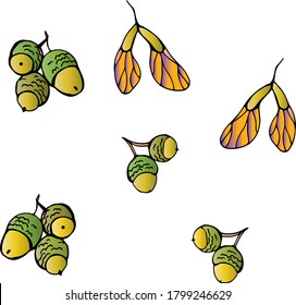Acorns from oak, painted acorns and maple catkins, vector drawing of autumn oak acorn and maple, Bright autumn clip art, thanksgiving gift