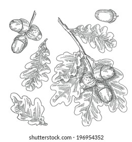Acorns, oak, vector hand drawing