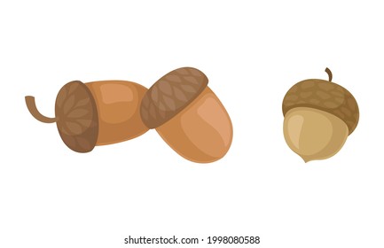 Acorns or Oaknut Containing Seeds Enclosed in Leathery Shell Vector Set