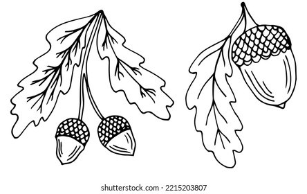acorns on a branch isolated on white, black and white ink drawing of autumn acorns and oak leaves, vintage autumnal line art illustration, botanical black sketch