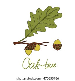 acorns on the branch Oak Leaf hand inscription isolated on white background abstract art vector illustrations