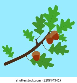acorns on an oak branch