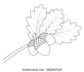 Acorns on an oak branch. Leaves and fruits with hard shells. Vector illustration. Outline on an isolated white background. Doodle style. Sketch. Harvest of the autumn forest. Coloring book.