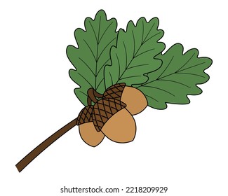 Acorns on an oak branch. Leaves and nuts with hard shells. Color vector illustration. Cartoon style. Leaves of a tree with veins. Isolated background. Autumn forest harvest. Idea for web design.