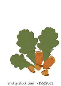 Acorns on a white background