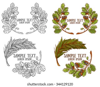 Acorns on white background, forest