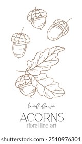 Acorns outline illustration isolated on white. Fall Foliage Line Art Illustration, Outline Leaves Hand Drawn Illustration. Fall Coloring Page with Acorns. Thanksgiving graphics isolated on white