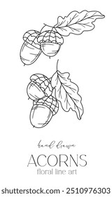 Acorns outline illustration isolated on white. Fall Foliage Line Art Illustration, Outline Leaves Hand Drawn Illustration. Fall Coloring Page with Acorns. Thanksgiving graphics isolated on white