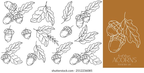 Acorns outline illustration isolated on white. Fall Foliage Line Art Illustration, Outline Leaves Hand Drawn Illustration. Fall Coloring Page with Acorns. Fall concept. Thanksgiving graphics isolated