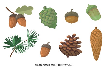 Acorns and pinecones set. Pine tree branch, fir tree cone, oak leaf isolated on white background. Flat vector illustrations for autumn, fall, nature, forest concept