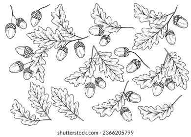 Acorns setzen Umriss einzeln auf Weiß. Herbstfoliage Line Kunstillustration, Outline Leaves Handgezeichnete Illustration. Herbstfarbenseite mit Acorns. Herbstkonzept. Thanksgiving-Grafiken einzeln auf Weiß