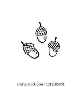 Acorns set. Three acorns. Hand-drawn picture. Black drawing on a white background. Vector.