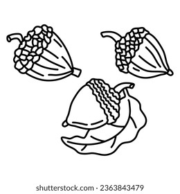 Acorns set Vector hand drawn line illustration for decor Autumn mood Black and white vector illustration