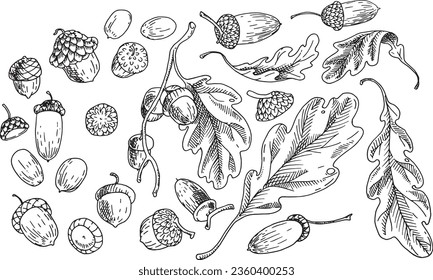 Acorns set Vector hand-drawn ink illustration. Detailed engraving of acorn oak. Realistic drawing of autumn oak nut. Vintage retro fall acorn for decor. Autumn mood, Black and white illustration.