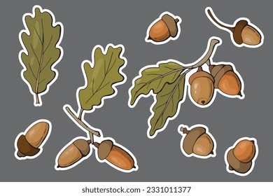Acorns sticker set. 
Hand drawn style.