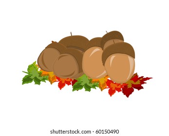 Acorns. Vector.