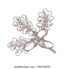 acorns, vector hand drawing