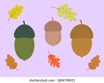 Acorns. Vector illustration. Acorn, oak leaves.