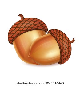 Acorns vector illustration closeup isolated on white background. Autumn holidays Symbol