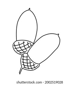 Acorns. Vector illustration. Drawn acorns in the style of doodle contour. For decorating postcards, covers, texts. Isolated on a white background