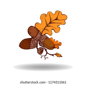 acorns vector illustration isolated on white background with shadow, hand drawing