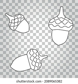 Acorns. Vector outline hand-drawn doodle illustration.