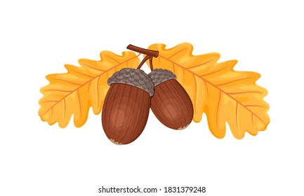 Acorns and yellow oak leaves isolated on white background. Vector autumn illustration in cartoon flat style.